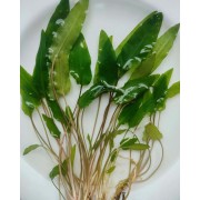Криптокорина Вендта Зелений Гекон (Cryptocoryne wendtii Green gecko)